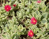 Doreanthus Mezoo Variegated Ice Plant, Deer Resistant, Hanging Baskets, 4 quot Pot, Finely Petaled Deep Rosy Red Flowers