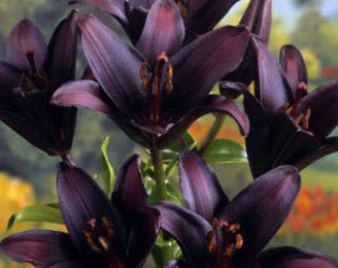 Asiatic Lily Bulbs Black Landini Lily Pack of 2 Free Shipping Etsy