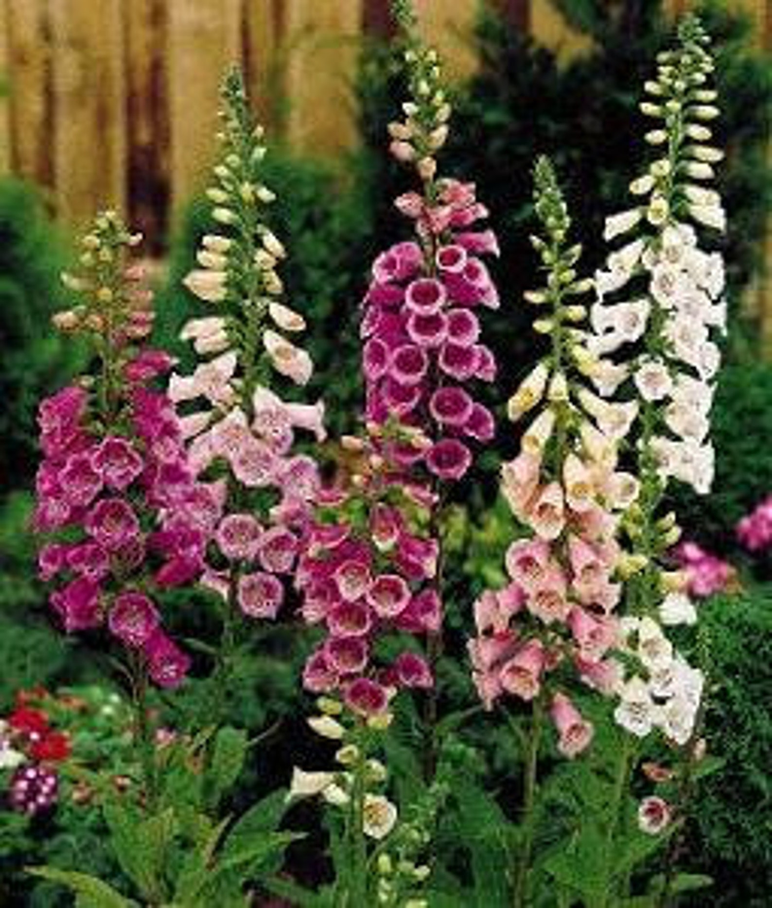 Digitalis Camelot Mix Common Foxglove Vibrant Mix of flower | Etsy