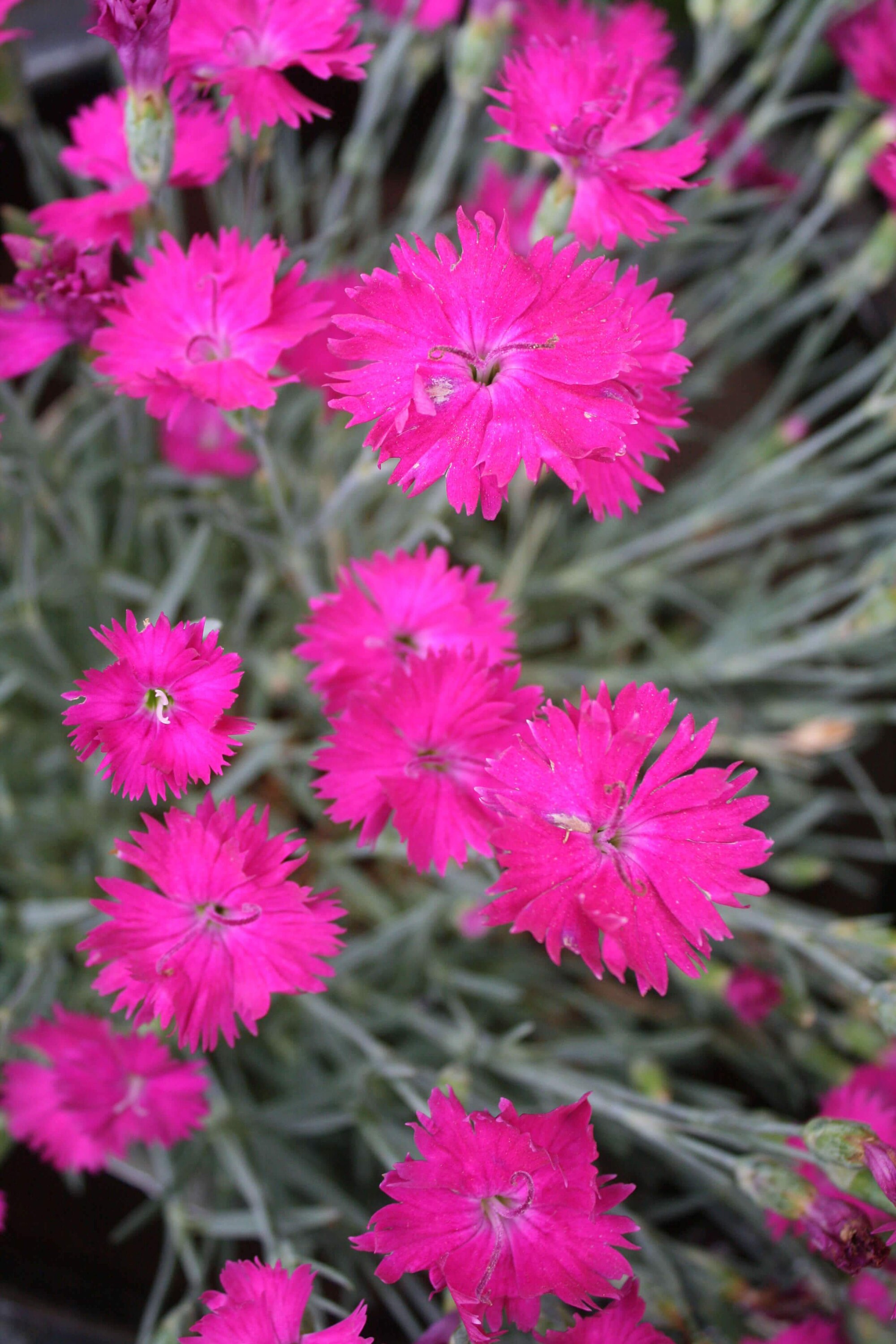 Pinks 'neon Star' / Dianthus / Full Sun Plant / Deer Etsy