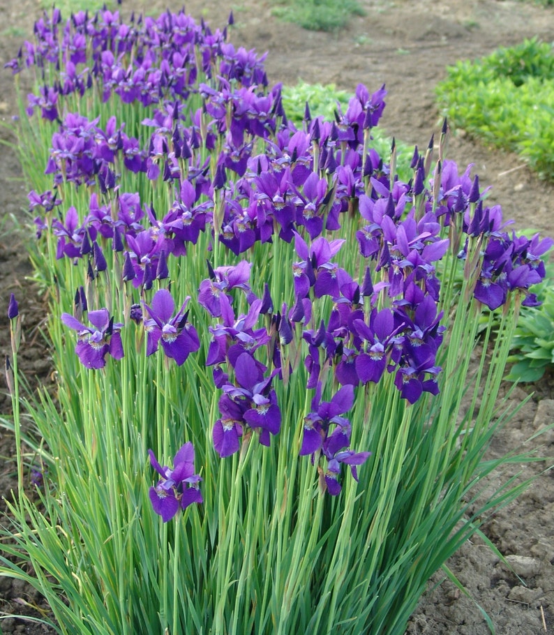 Siberian Iris Caesars Brother Gallon Pot Perennial Etsy