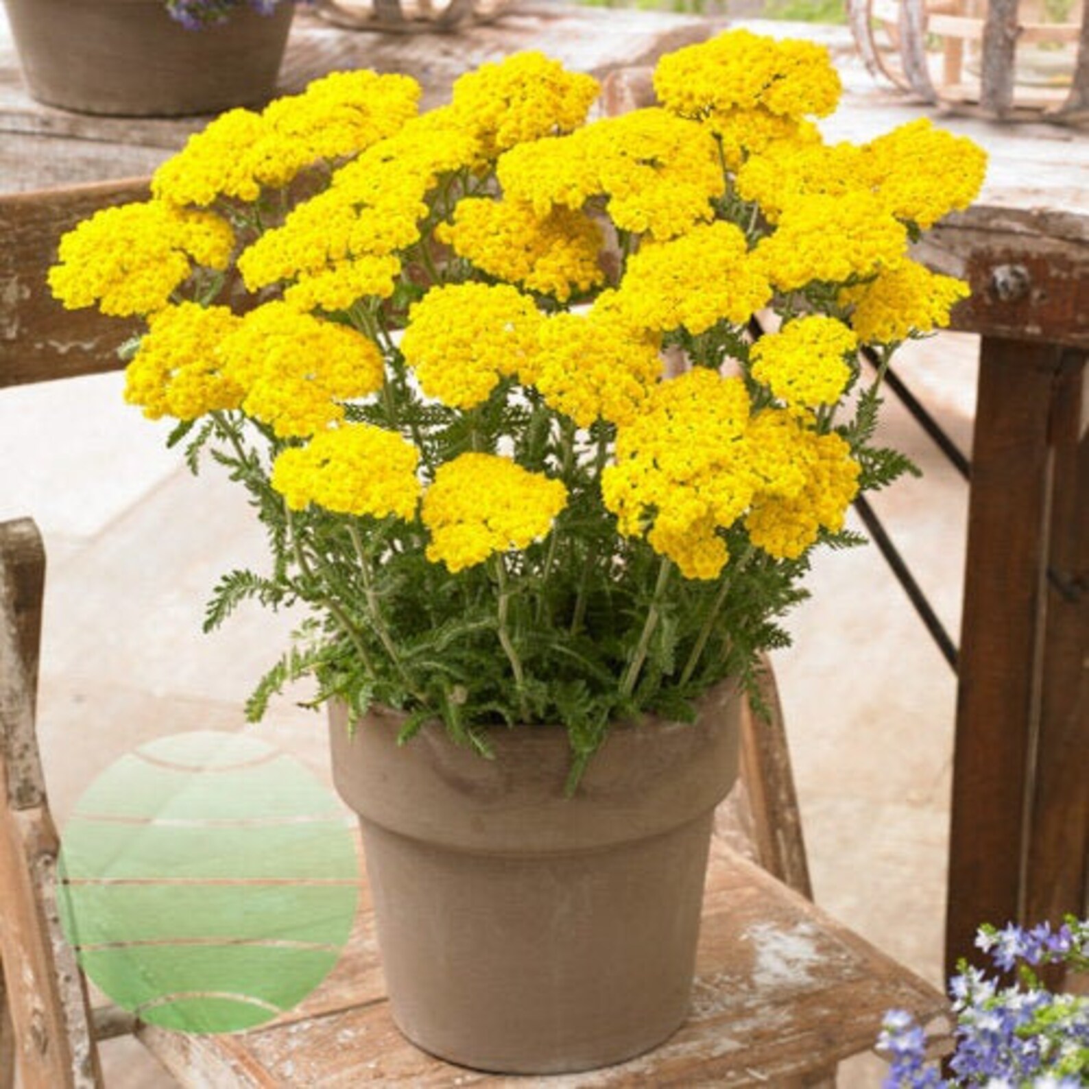 Achillea Little Moonshine Yellow Yarrow Live Plant Quart Pot Etsy