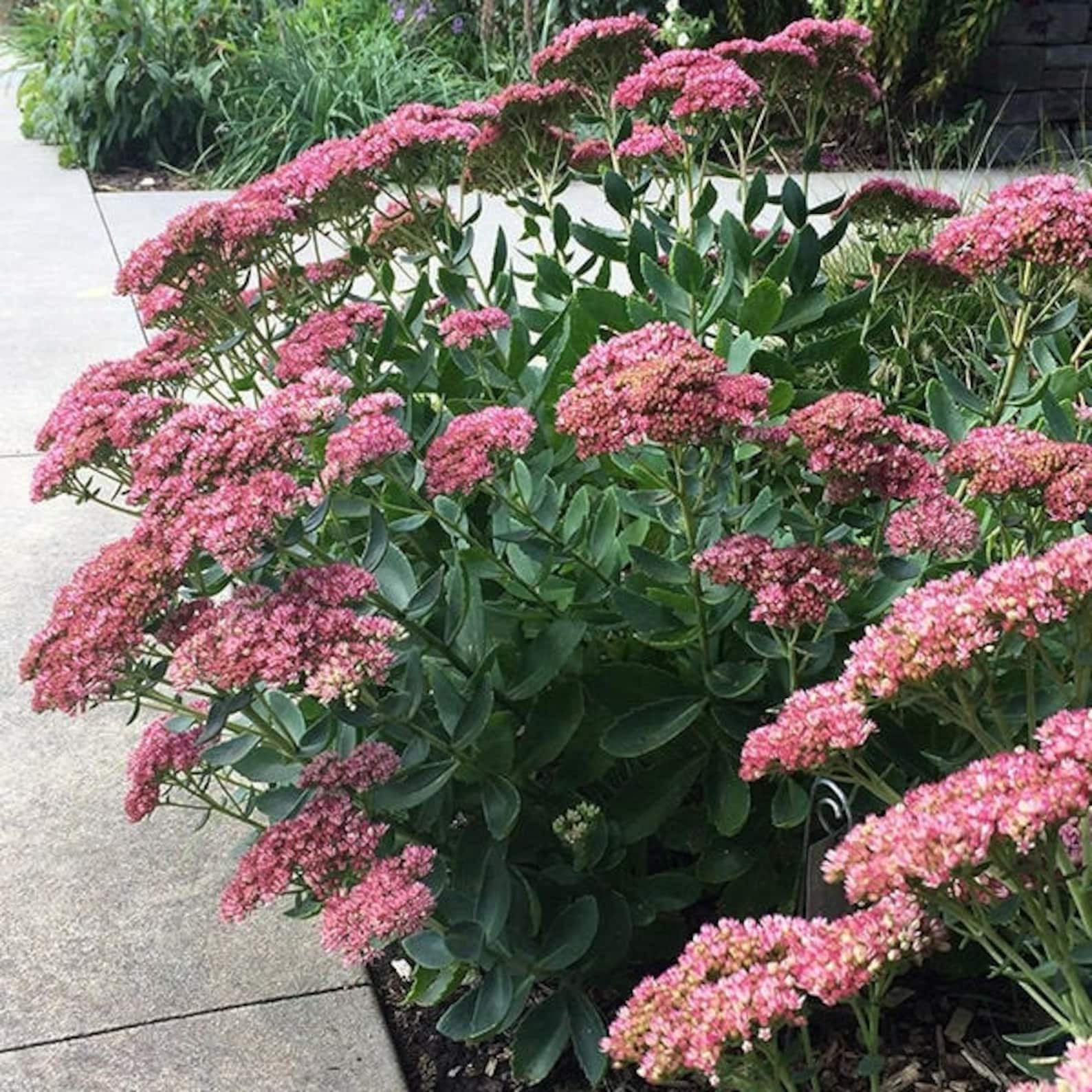 Sedum Autumn Fire / Stonecrop / Full sun plant / 4 pot / | Etsy