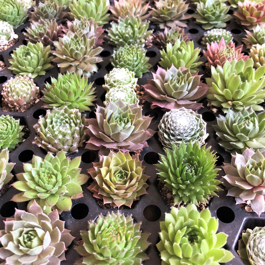 12 Pack Assorted Succulents Plants Perfect for Fairy Gardening - Etsy
