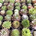 12 Pack Assorted Succulents Plants Perfect for Fairy Gardening & Wedding Favors, Bestseller 