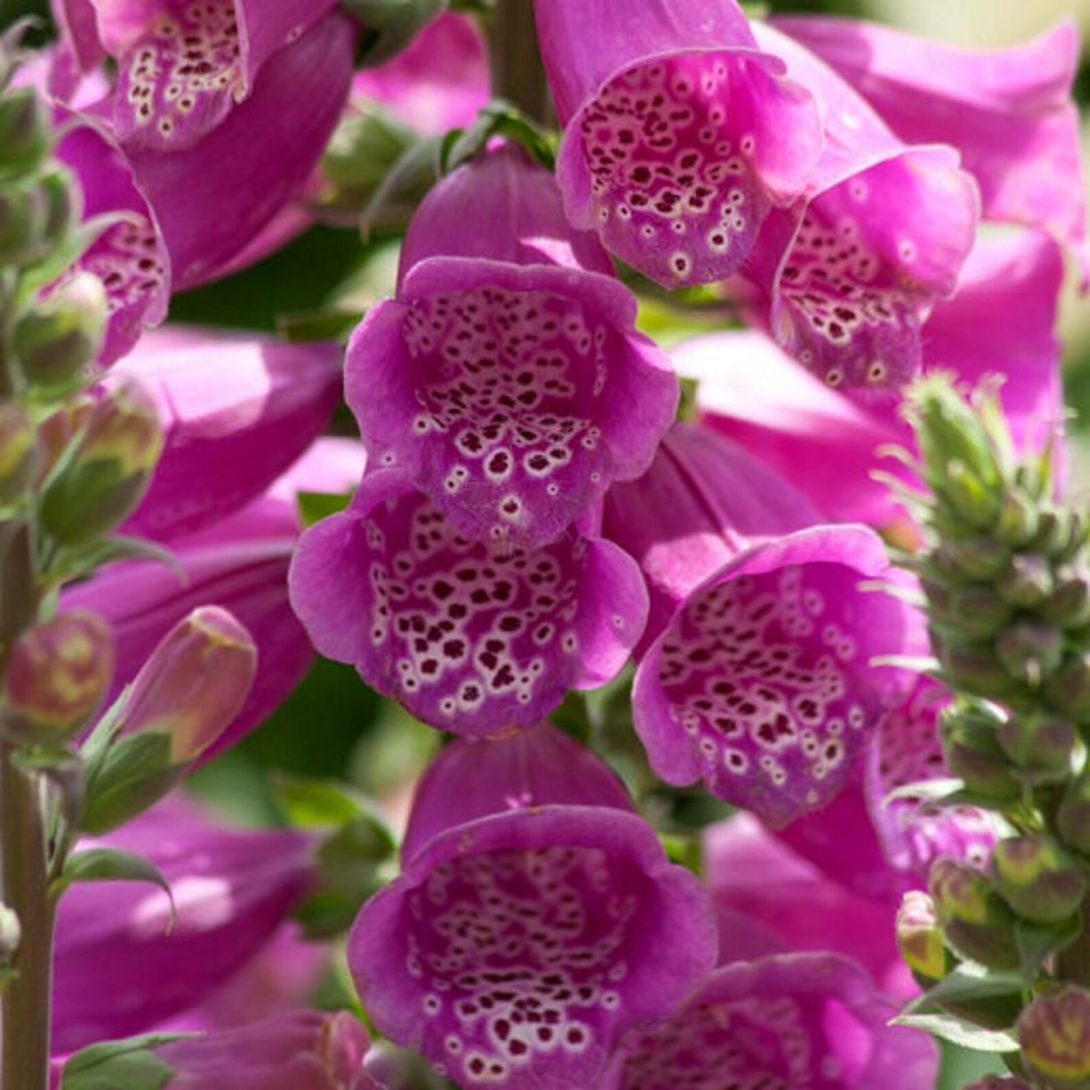 Foxglove Purple Dalmation Digitalis Purpurea 4 Pot Etsy