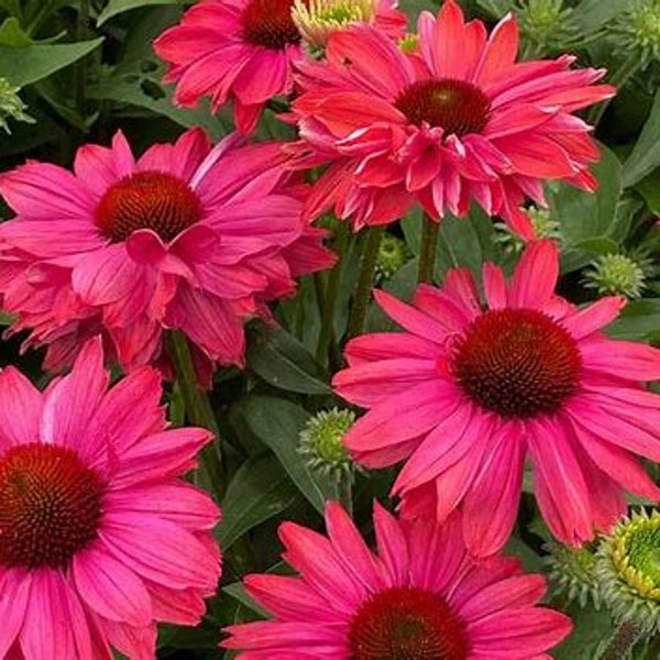 Coneflower Plant Etsy