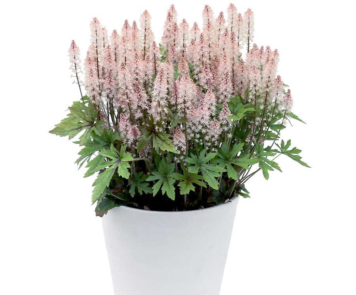 skyrocket flower skyrocket flower