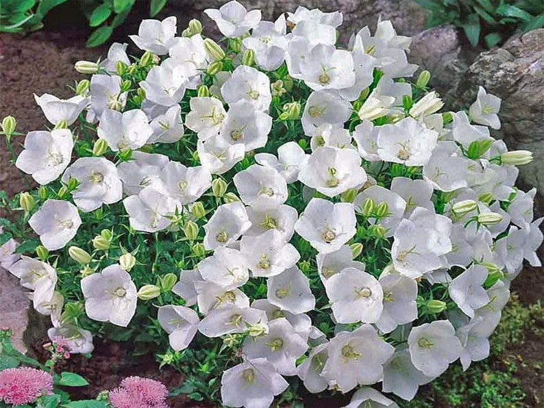 Campanula Carpatica Pearl White Bellflower Campanula trailing | Etsy