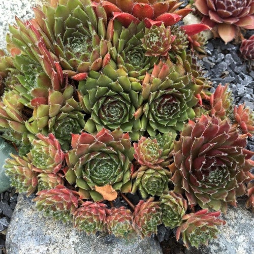 Red Beauty Live Succulent Hens and Chicks Perennial - Etsy