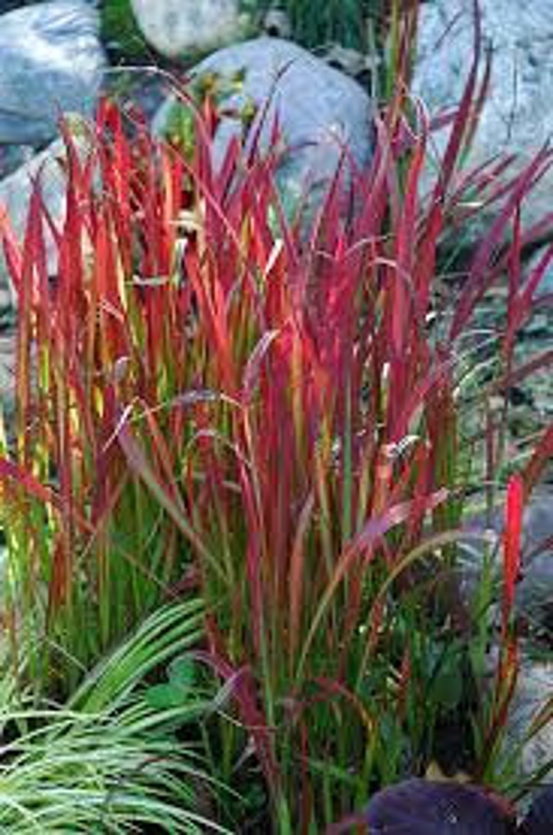 imperata cylindrica red baron japanese blood grass cogon