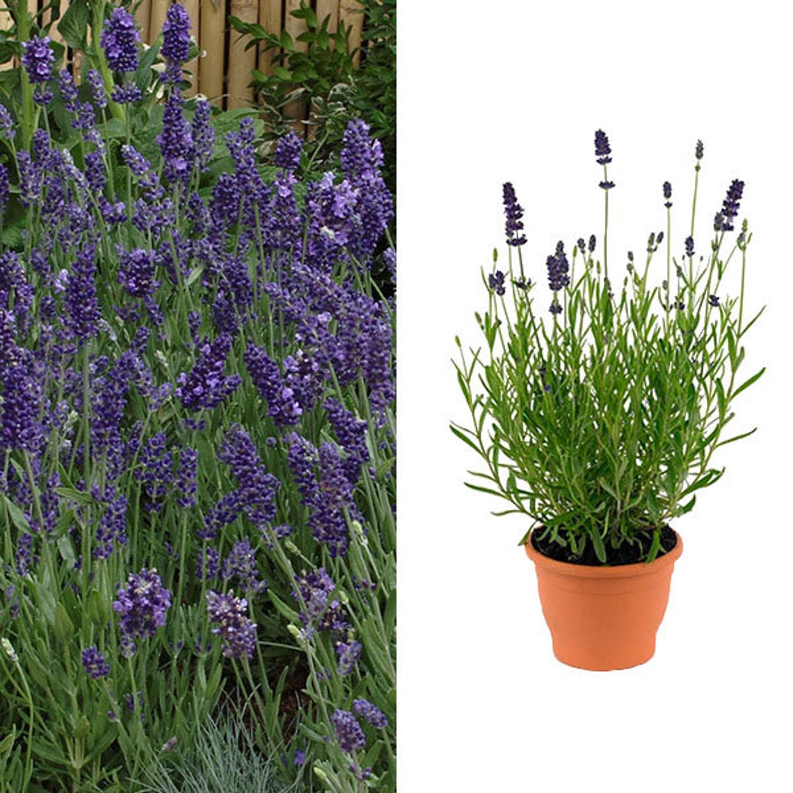 Ellagance Purple Lavender Lavendula Augustifolia 4 inch Pot Etsy