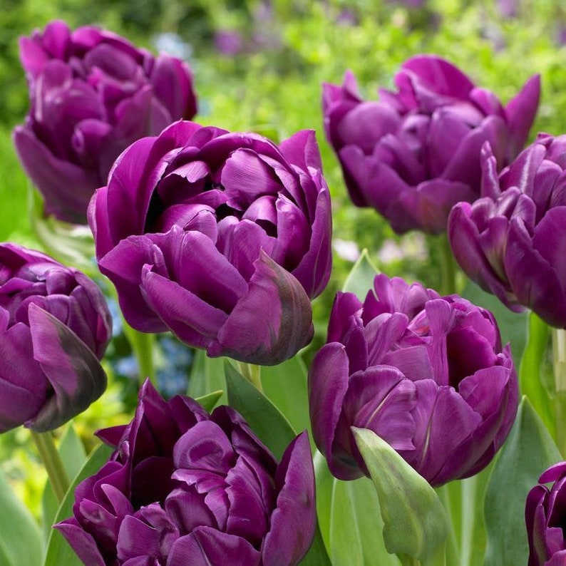 Tulip Negrita Double Purple Bloom Tulip Bulbs 10 Tulip Bulbs Etsy