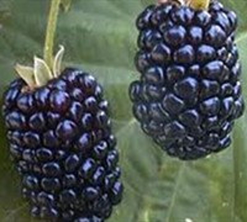 Купить Саженцы Ежевики Из Питомника В Беларуси