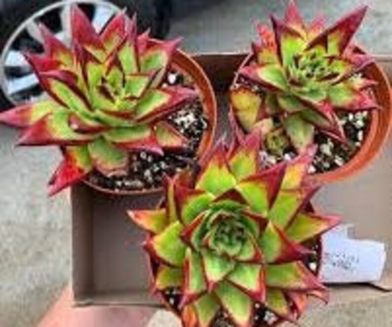 Echeveria Agavoides 'lipstick' / 'red Edge' Etsy Canada