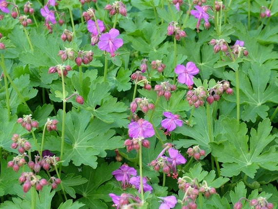 Cranesbill Geranium Live Plant Purple Flowers Perennial Live | Etsy