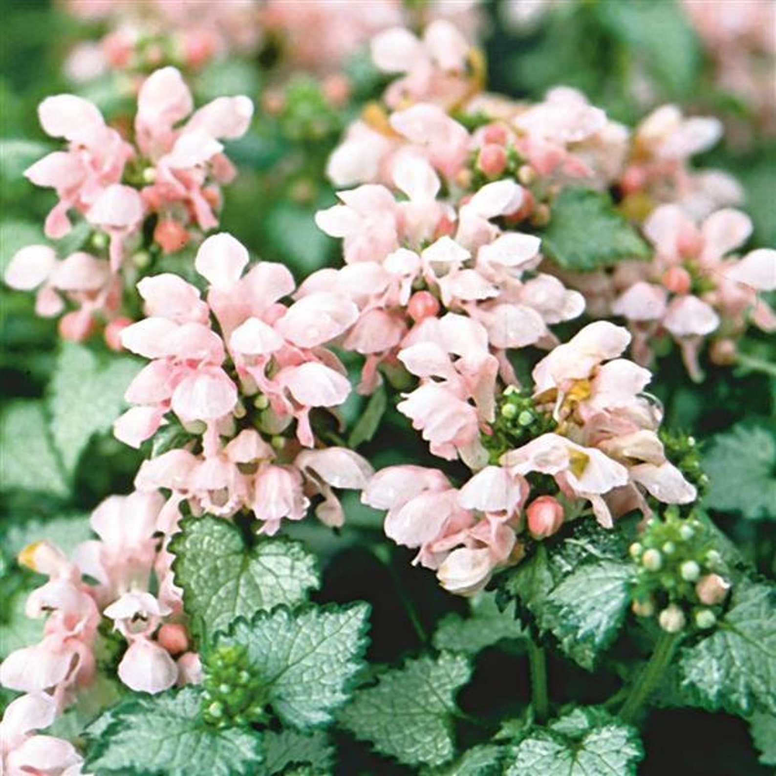 Lamium Pink Pewter spotted dead nettle Perennial groundcover Etsy