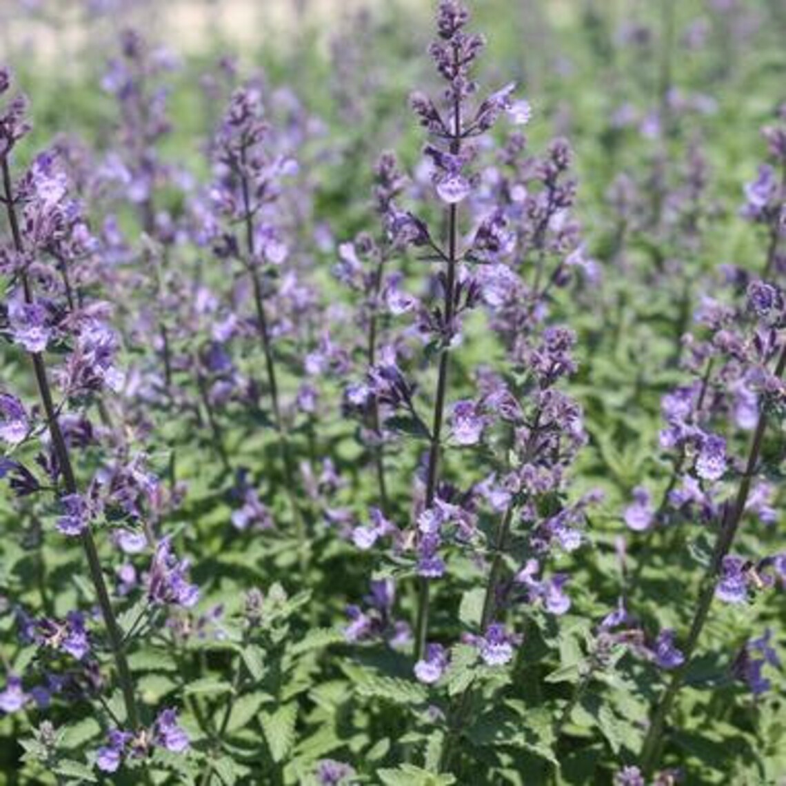 Nepeta Junior Walker 'novanepjun' / Catmint / Plant Etsy UK