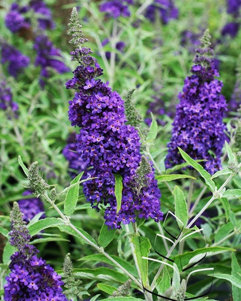 Buzz Midnight Butterfly Bush / Buddleia davidii / Volle Sonne Etsy