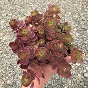 Sedum Spurium Ruby Mantle Groundcover Clustered Hot Pink Etsy