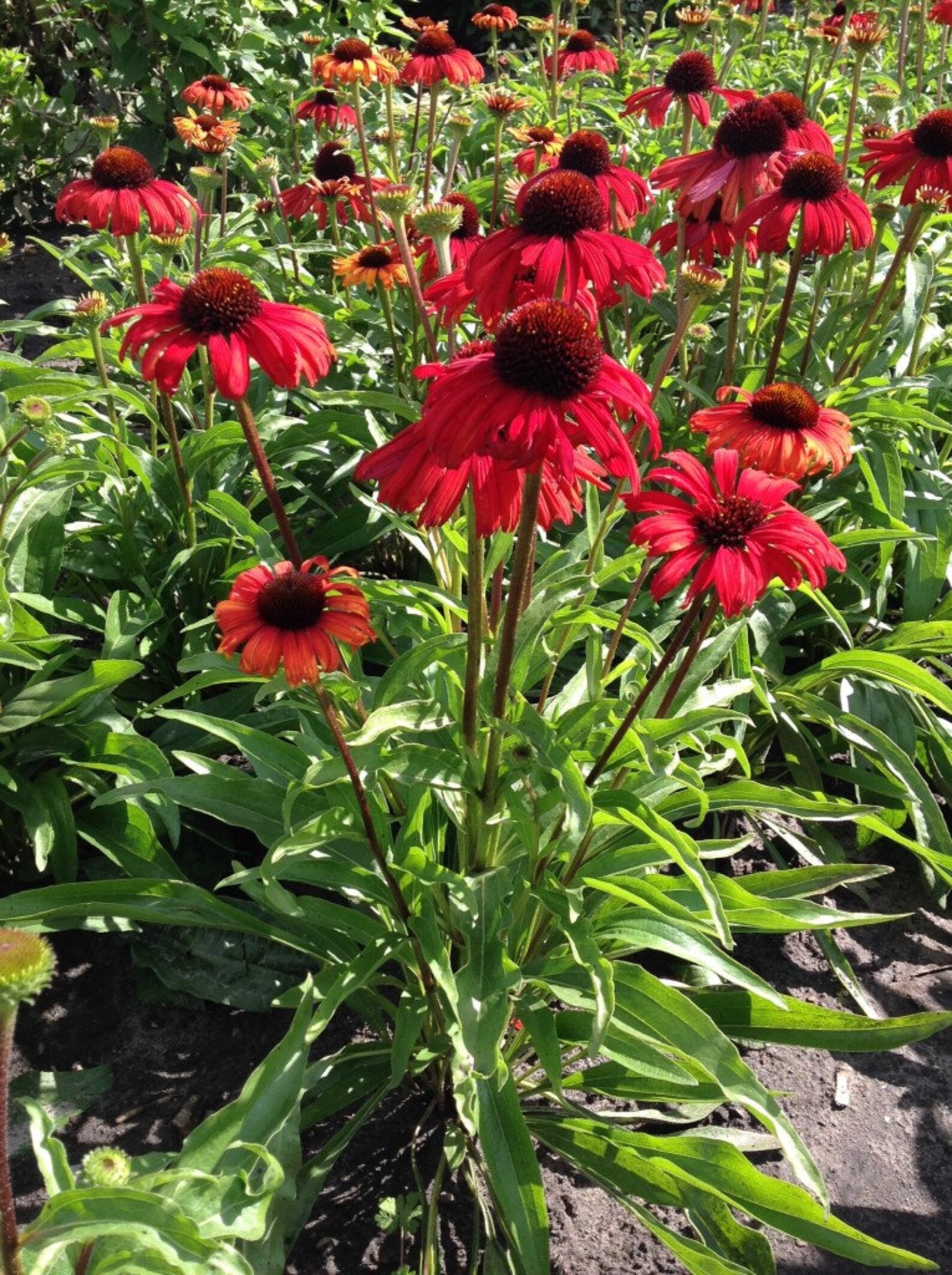 Эхинацея sombrero Salsa Red