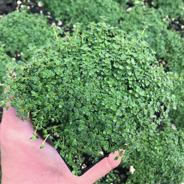 Thymus serpyllum 'Elfin' / Creeping Thyme / Plant for sun / 3.5" pot / Deer & rabbit resistant/step on ground cover/walk on ground cover