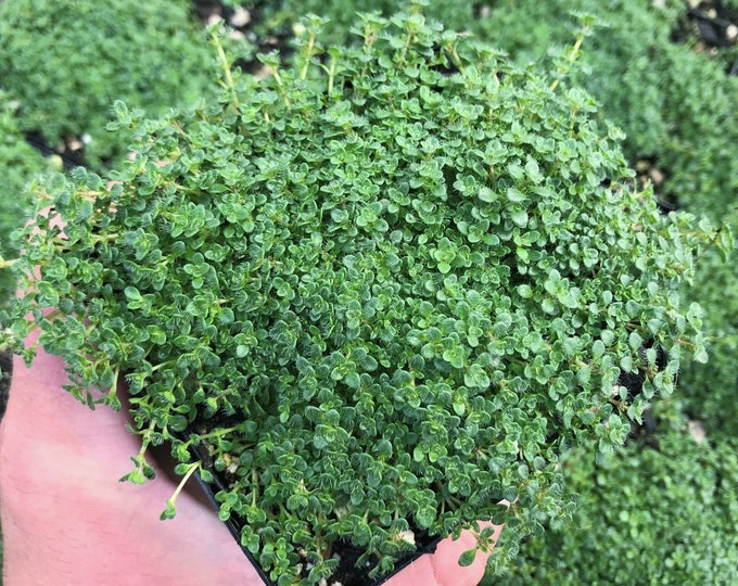 Thymus Serpyllum 'elfin' / Creeping Thyme / Plant for Etsy