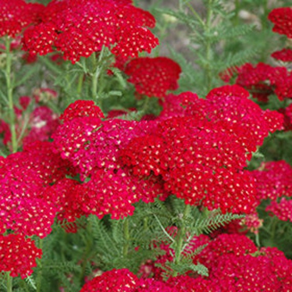 Achillea New Pomegranate Red Yarrow Live Plant Quart Pot Etsy