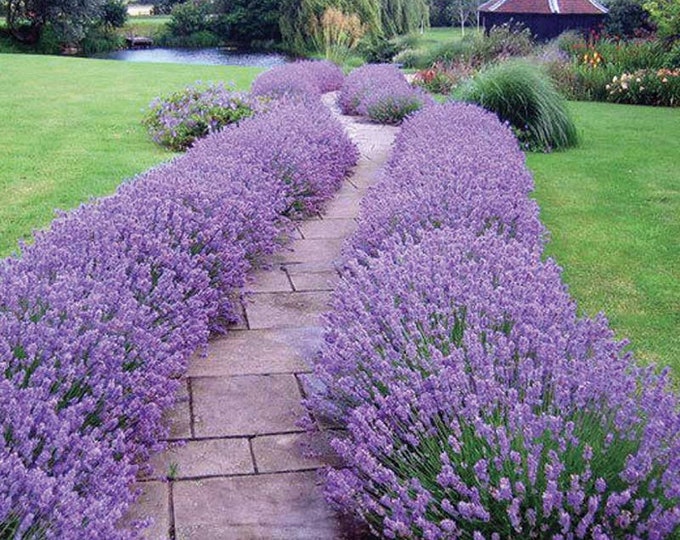Ellagance Purple Lavender Lavendula Augustifolia 6 Inch Pot Etsy