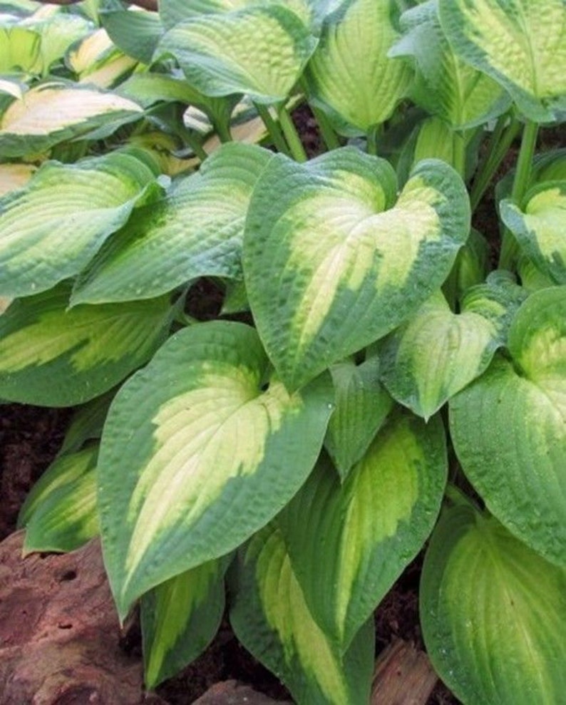 Hosta Pauls Glory / Plantain Lily / Plant for Sun and Shade / Etsy
