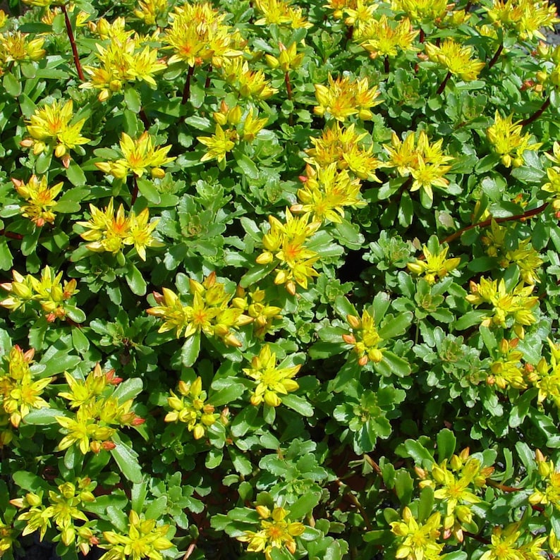 Sedum Plant Trailing Succulent Groundcover Plant Yellow | Etsy