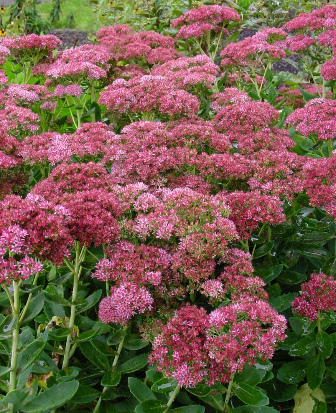 Autumn Fire Sedum Stonecrop Full Sun Drought Tolerant and Etsy Hong Kong