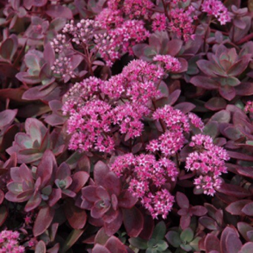 20 Sedum Sarmentosum Creeping Live Plants Fast Growing Perennial 20 Sedum Sarmentosum Creeping Live Plants Fast Growing Perennial