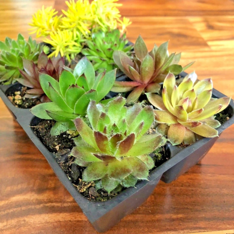 8 Hardy Succulent Variety Pack 2 inch plants Hens and