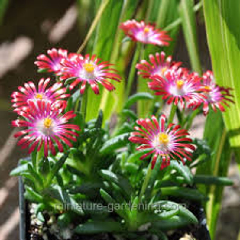 Delosperma Hot Cakes Saucy Strawberry Groundcover Perennial Etsy