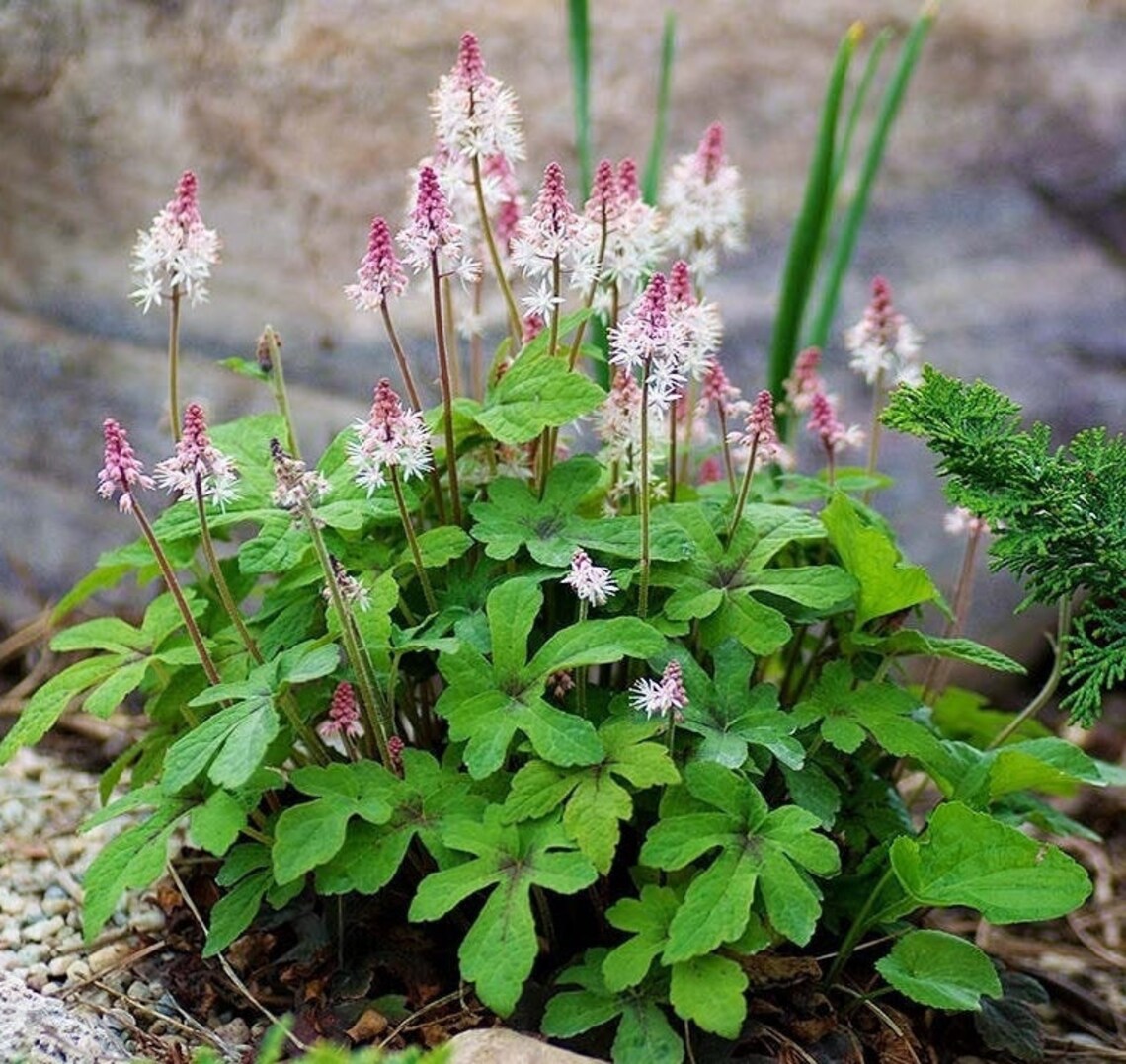 Pink skyrocket Foam Flower Perennial 1 Gallon Pot Part Shade Etsy