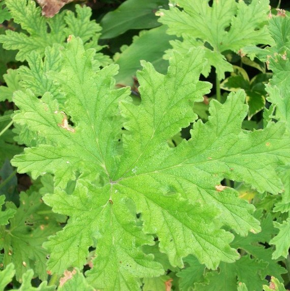 Geranium Mosquito Plant blogsavemoneyinfo