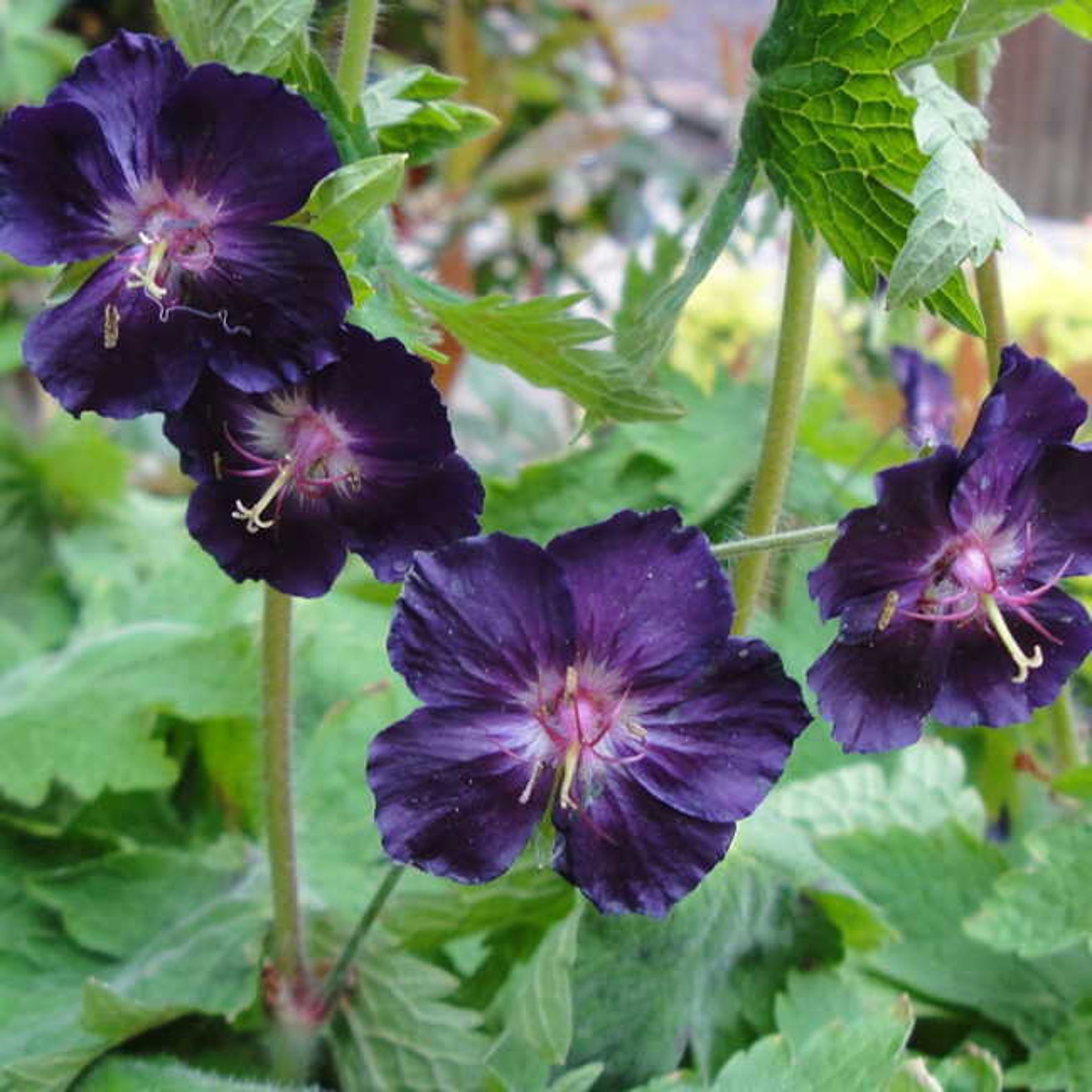 герань phaeum ‘samobor’. гераниум самобор samobor. герань (geranium) phaeum raven. герань темная samobor. герань темная.