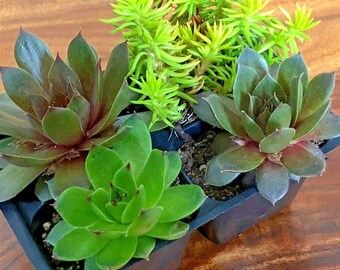 Live Succulent Variety 4 pack of randomly chosen low maintenance plants for home or office Also great for Rock Gardens  Fairy Gardens 2"ea