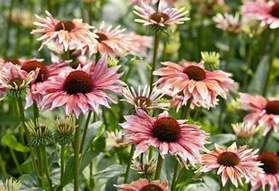 Echinacea Meadow Mama 'playful' Twotoned Coneflower Etsy Australia