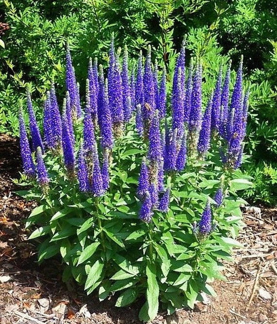 Salvia Sensation Tiefblaue Stauden Violett bis Tief Lila Blau | Etsy