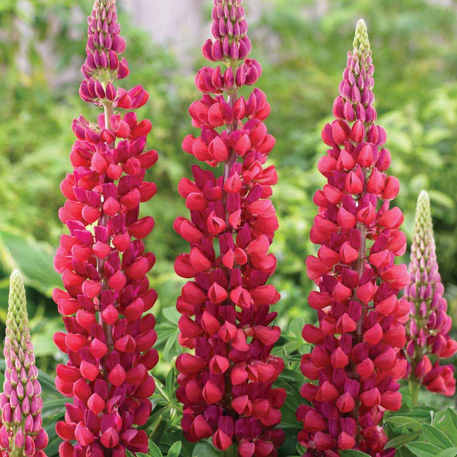 Red Lupine Live Plant Lupinus Deer Resistant Attracts Etsy