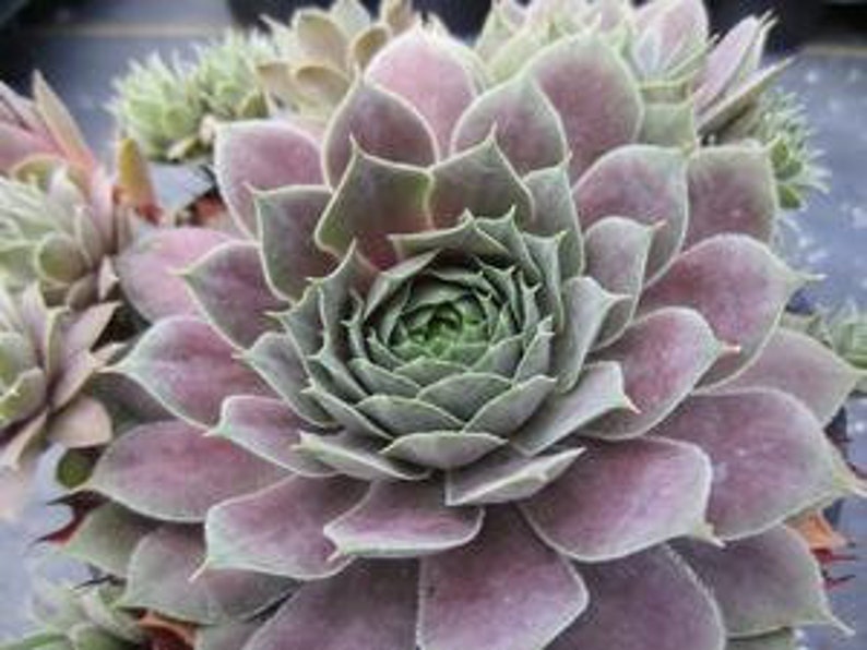 Sempervivum 'desert Bloom' Succulenthens & Chicks in Etsy