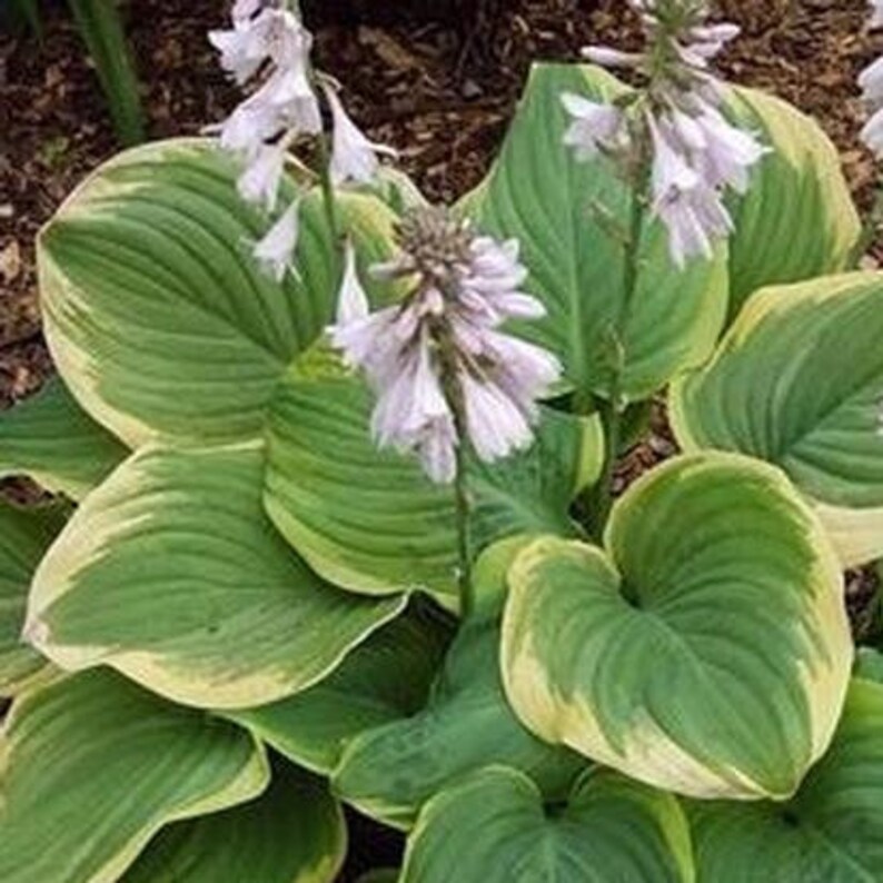Hosta Fragrant Dream 1 Gallon Pot Perennial Containers Cut Etsy