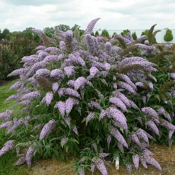 Buddleia 'Grand Cascade' / Butterfly Bush / Gallon | Etsy