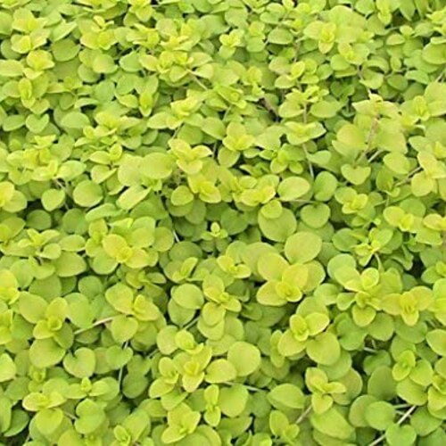 Veronica Repens Sunshine Creeping Speedwell 4 Inch Pot Partial Etsy