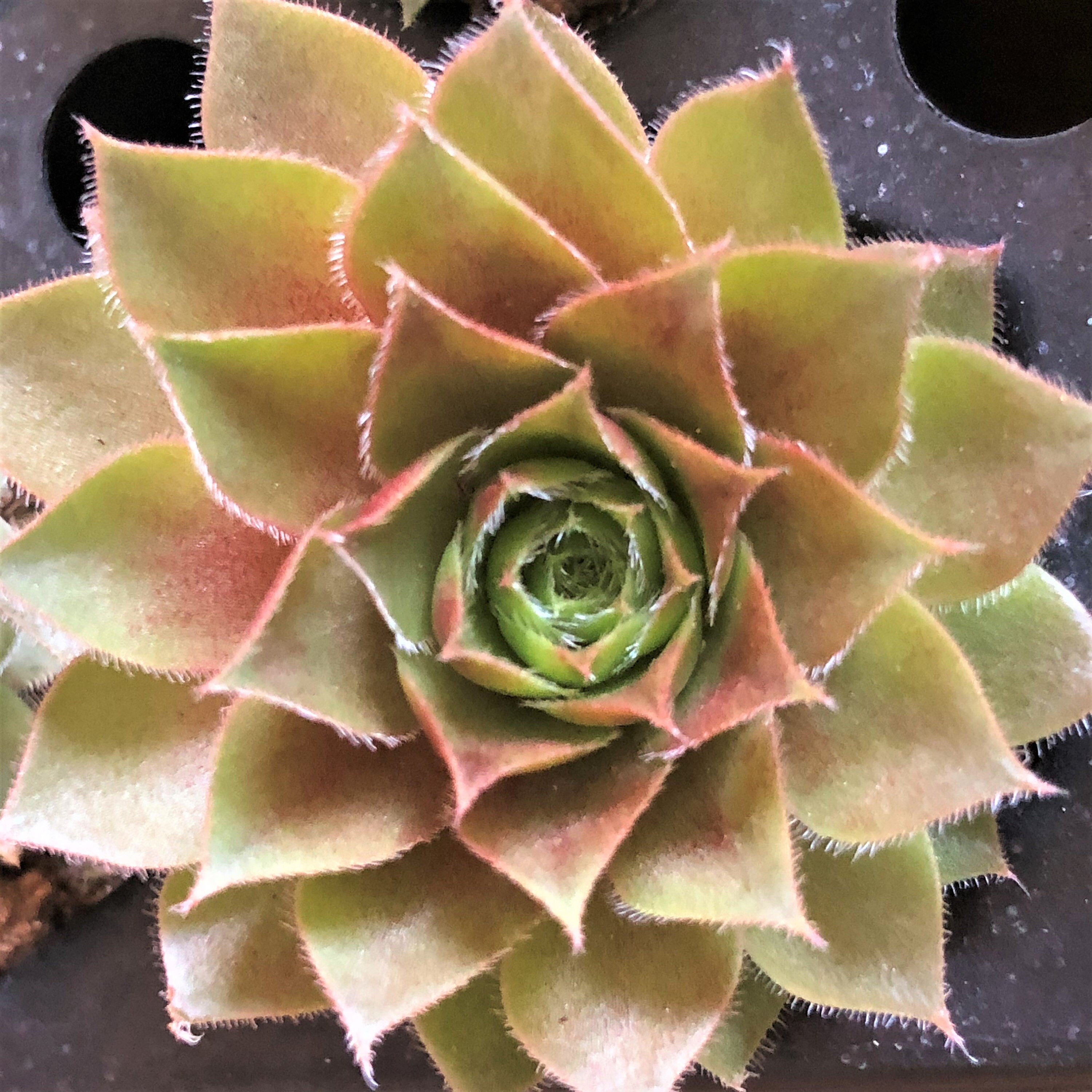 Succulents & Cacti Home & Living 20 Pack Mini Succulent Bulk Plugs Live