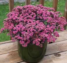 Sedum Dazzleberry Perennial Plants Ground Cover Spring 2020 Ship Sedum Dazzleberry Perennial Plants Ground Cover Spring 2020 Ship