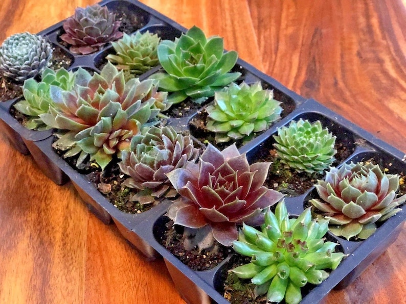 Mini Succulents Live Sempervivum Hen and Chicks Plants Live Etsy