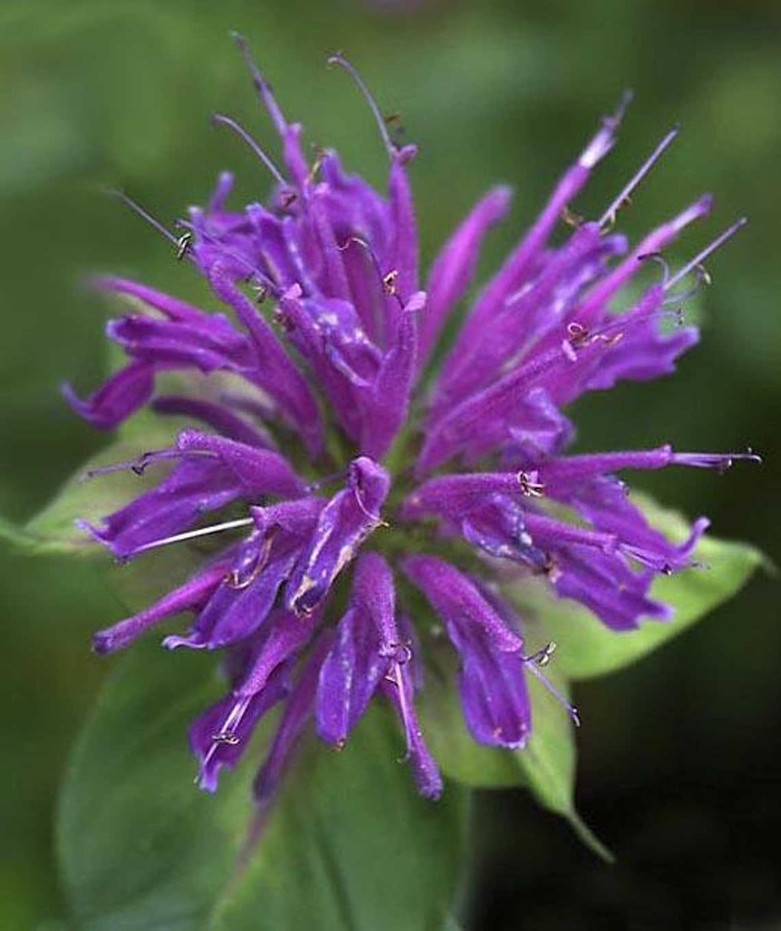 Bee Balm Blue Stocking Monarda Perennial Didyma Vibrant Color - Etsy Canada